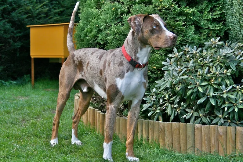 Catahoula Leopard Dog with merle coat and red collar stands on green grass