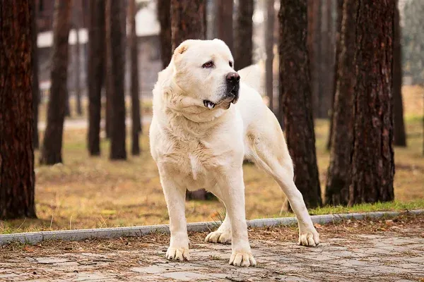 A large white Central Asian Shepherd Dog stands on a path in a wooded area