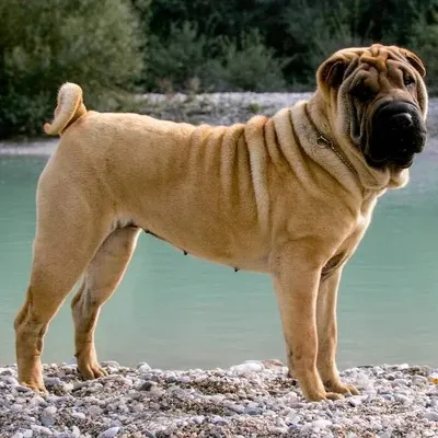 Tan wrinkled Chinese Shar Pei with a curled tail stands on a rocky shore