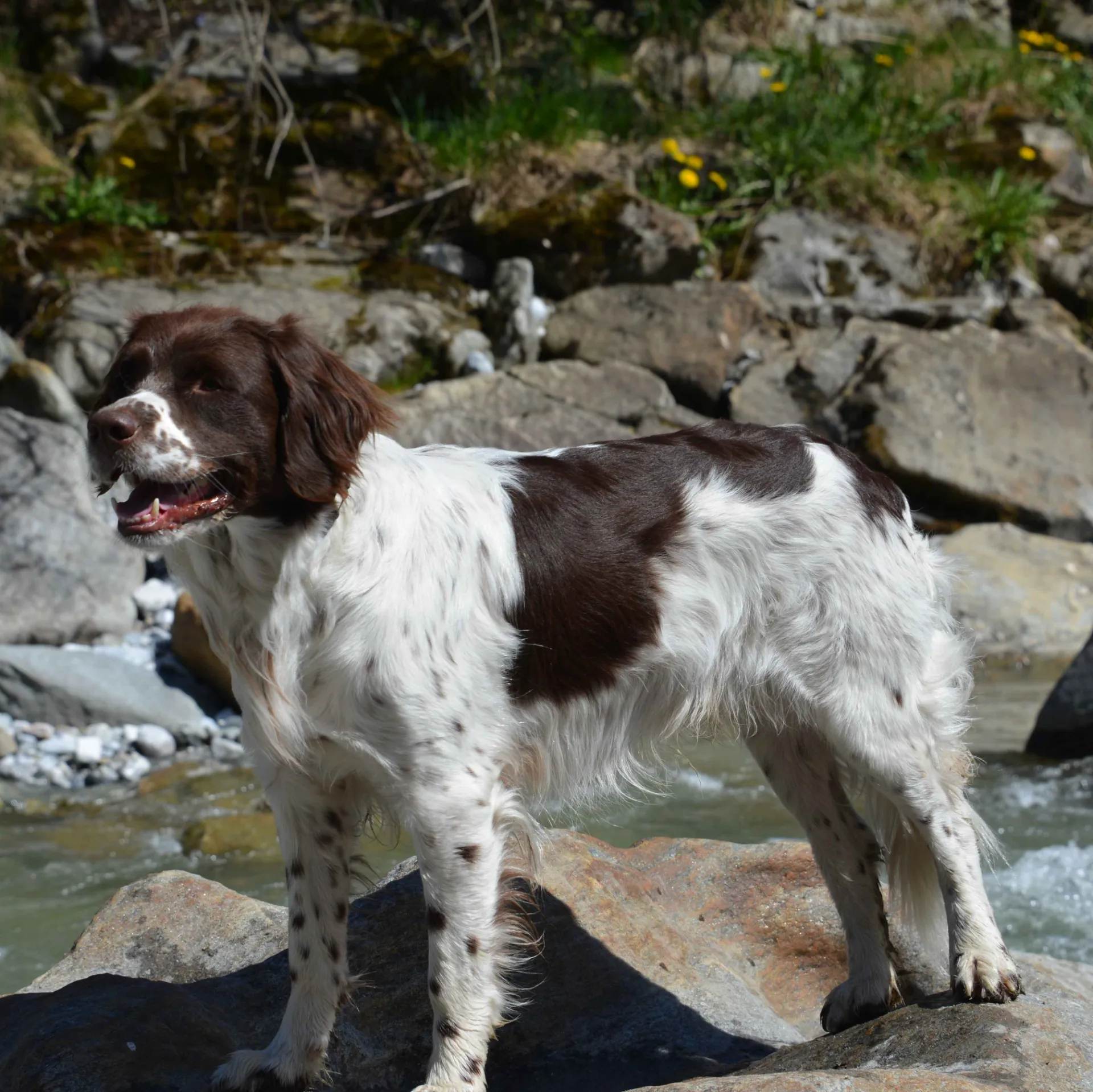 Brown and white Drentsche Patrijshond with feathered ears stands on rocks by water