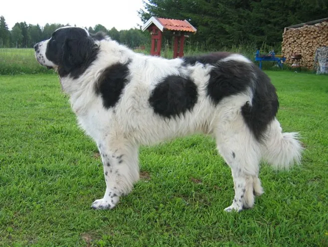 Fluffy white and black Pyrenean Mastiff standing sideways on grass