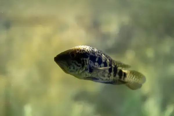 aguar Cichlid with distinctive black and mottled patterns swimming in greenish water