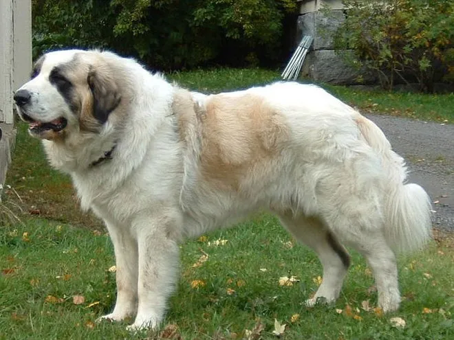 Large Pyrenean Mastiff with white and tan coat standing on green grass