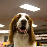 Red and white coated Irish Setter with long flowing ears with an open mouth looking up