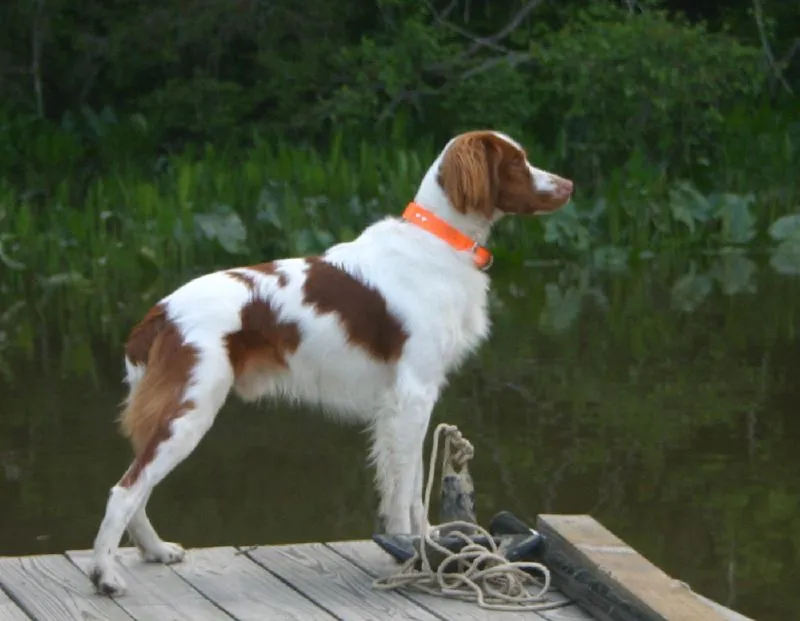 Irish Red and White Setter with brown patches and orange collar stands on a wooden dock