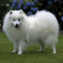 Fluffy white Japanese Spitz stands on green grass with blue flowers in background