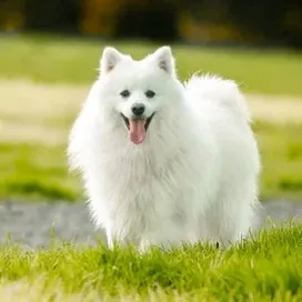 Fluffy white Japanese Spitz dog with its tongue out standing on grass