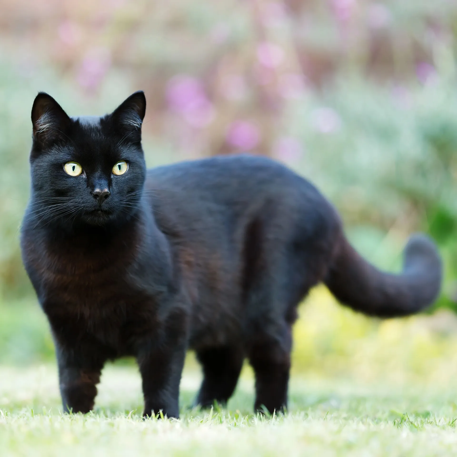 A glossy black Bombay cat with bright yellow eyes stands on green grass looking forward Bombay Cat