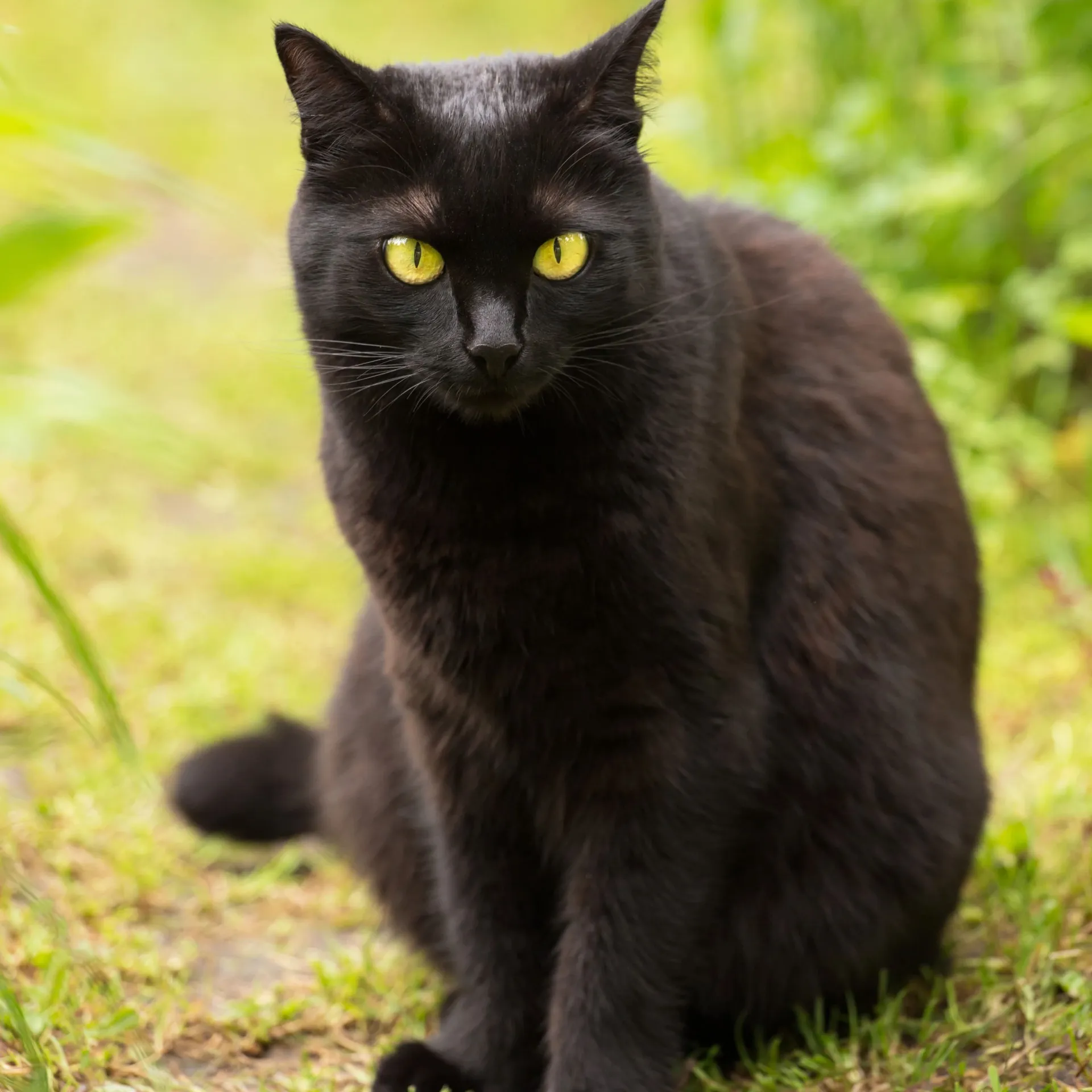 A sleek black Bombay cat with luminous yellow eyes sits attentively on grass Bombay Cat