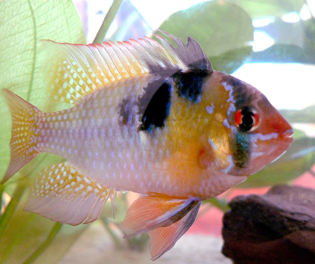 Blue Ram Cichlid with yellow and white scales black markings and red eyes near a green leaf