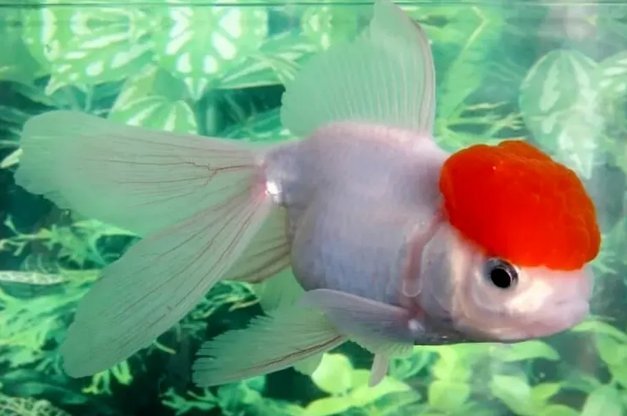 White Oranda Goldfish with bright red head and long fins swimming in aquarium