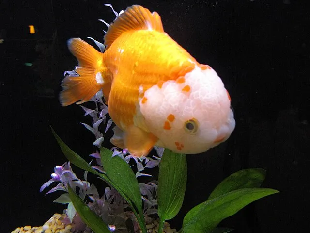 Orange and white Oranda Goldfish with bubble head swimming near plants in aquarium