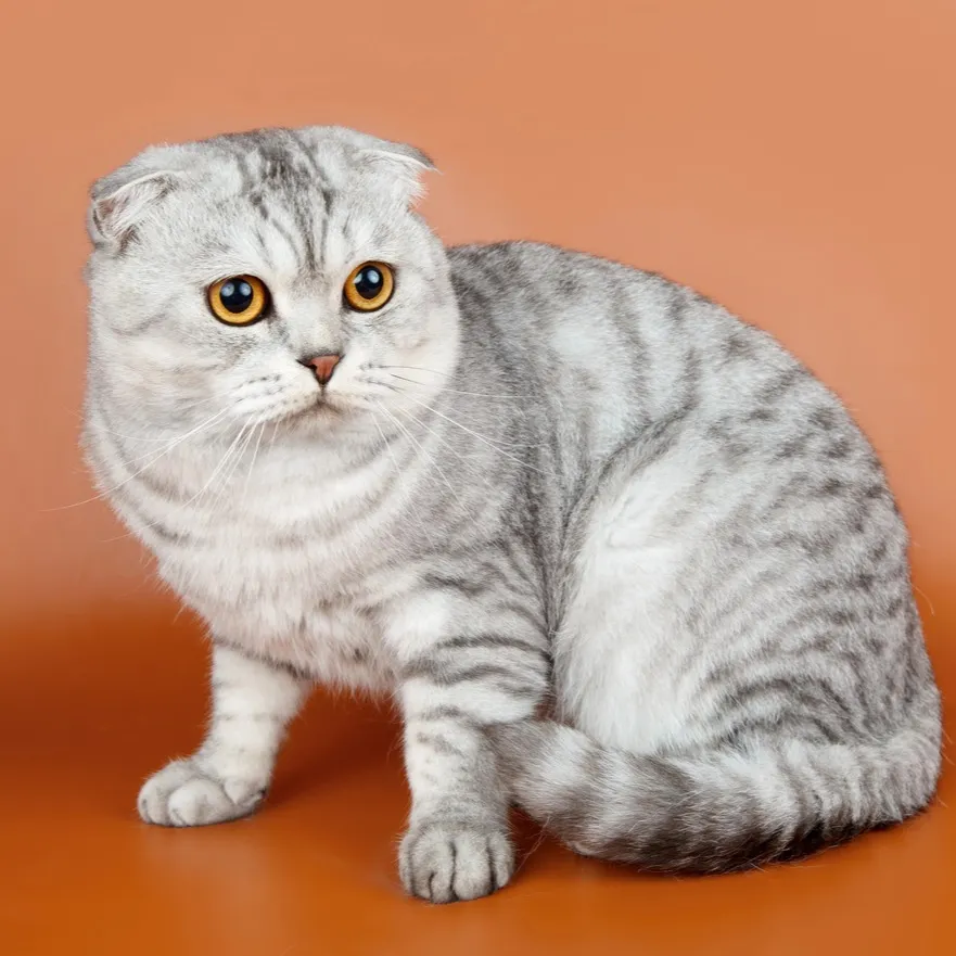 Grey Scottish Fold cat with folded ears and bright yellow eyes
