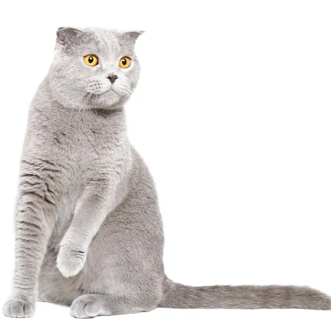 Silver tabby Scottish Fold cat with folded ears and large yellow eyes