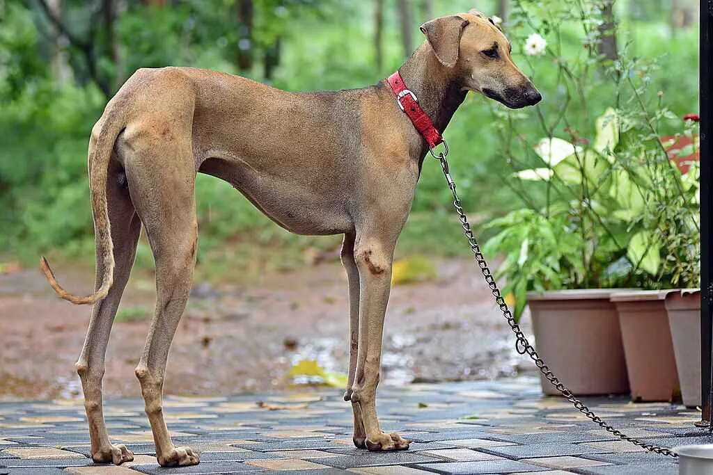 Light brown Chippiparai dog stands on a tiled surface looking right with a red collar and chain