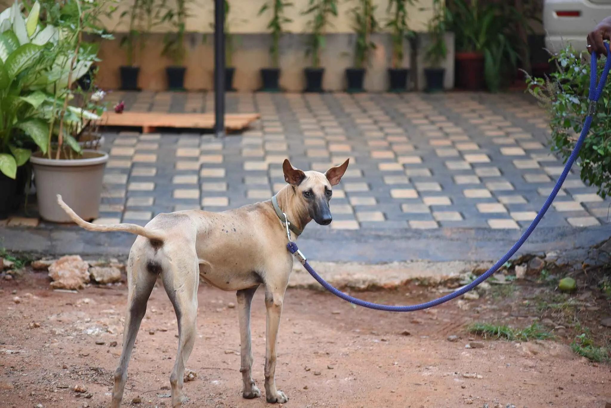 slender tan Chippiparai dog on a blue leash stands on a dirt surface