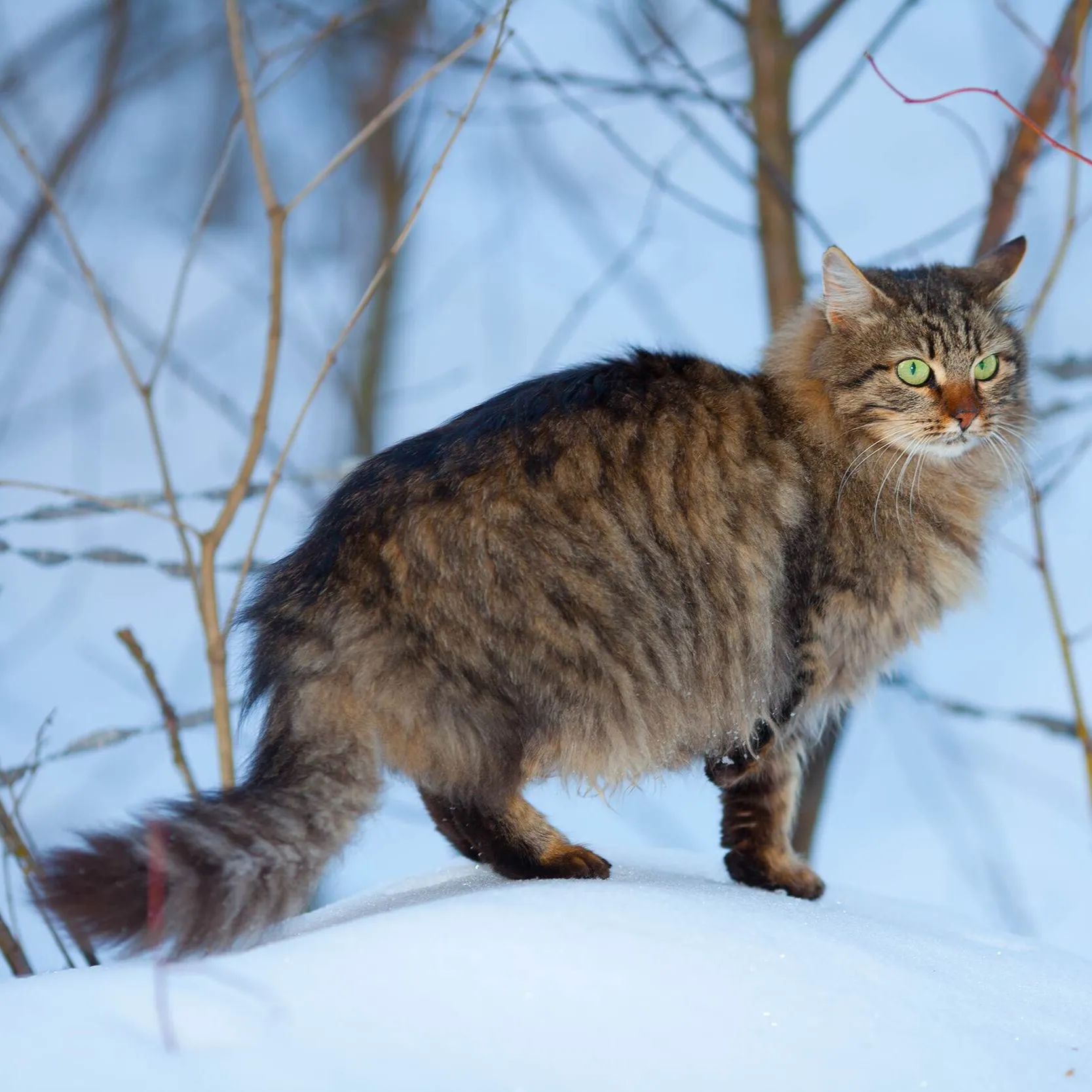 Fluffy brown tabby Siberian cat with green eyes stands in the snow amongst bare branches