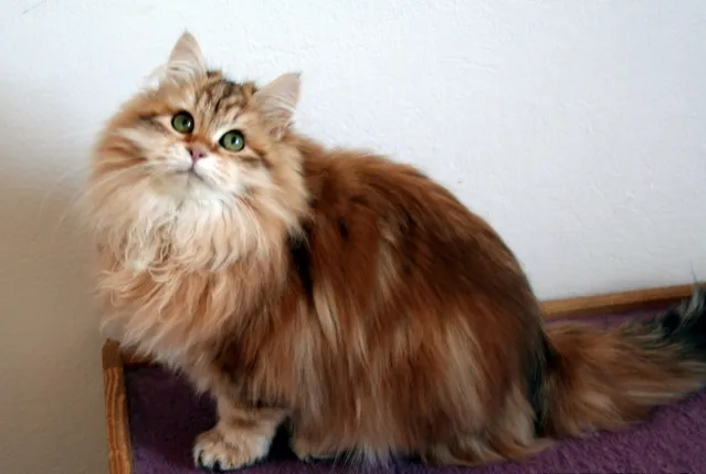Fluffy golden brown Siberian cat with green eyes sits on a purple surface