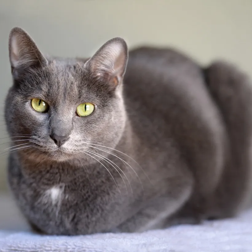 Grey Korat cat with yellow green eyes curled up on a light surface looking towards the viewer