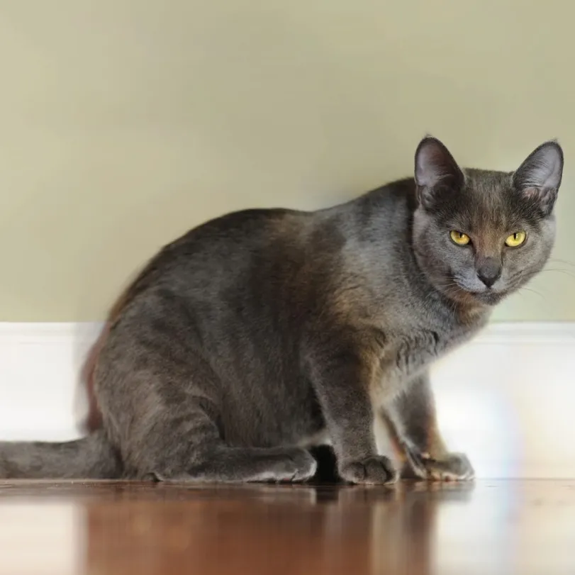 Sleek grey cat with yellow eyes sitting on a shiny brown floor against a light beige wall