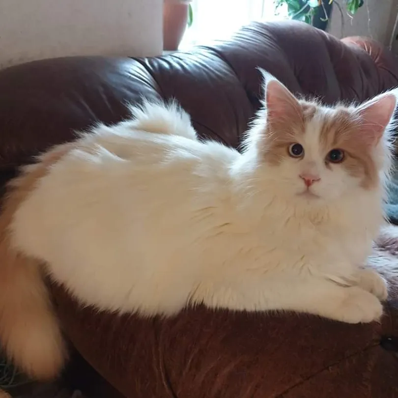 Fluffy white Turkish Van cat with orange markings on its head and tail rests couch