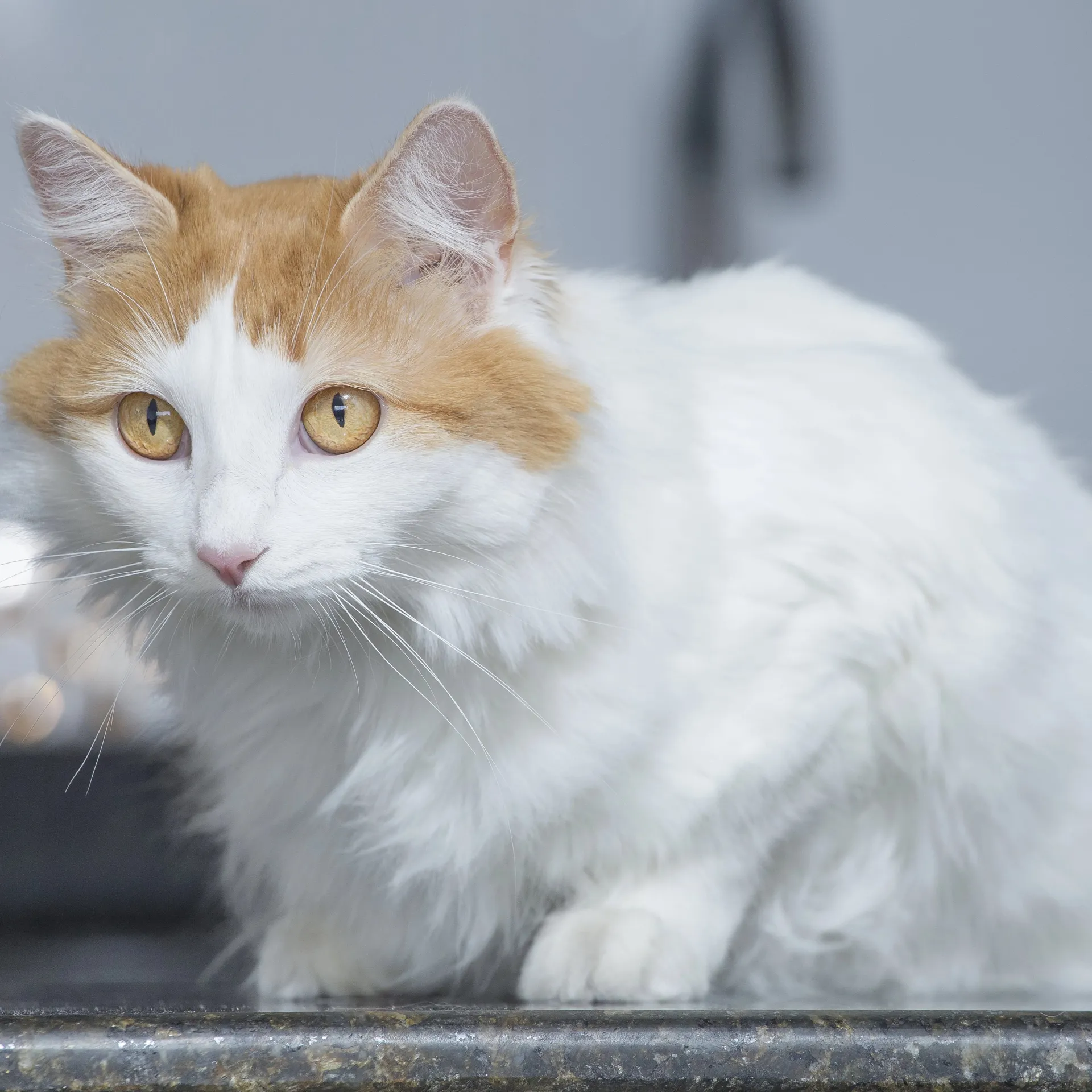 White Turkish Van cat with amber eyes and orange markings on its head sits on a dark surface