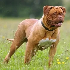A muscular fawn colored Dogue de Bordeaux with a black collar runs through a green field