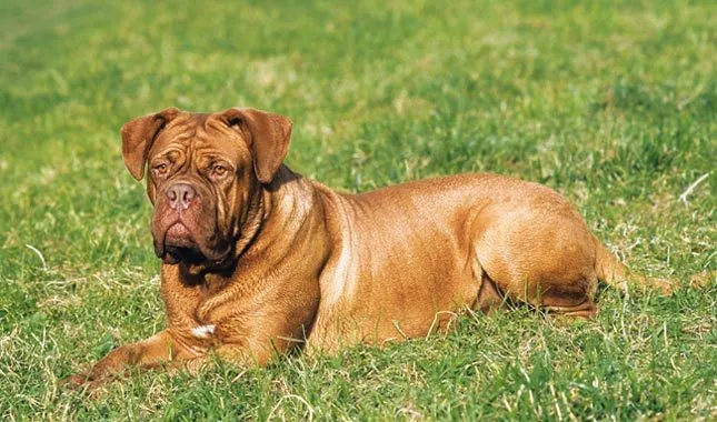 fawn colored Dogue de Bordeaux with a wrinkled face and  lies on a patch of bright green grass