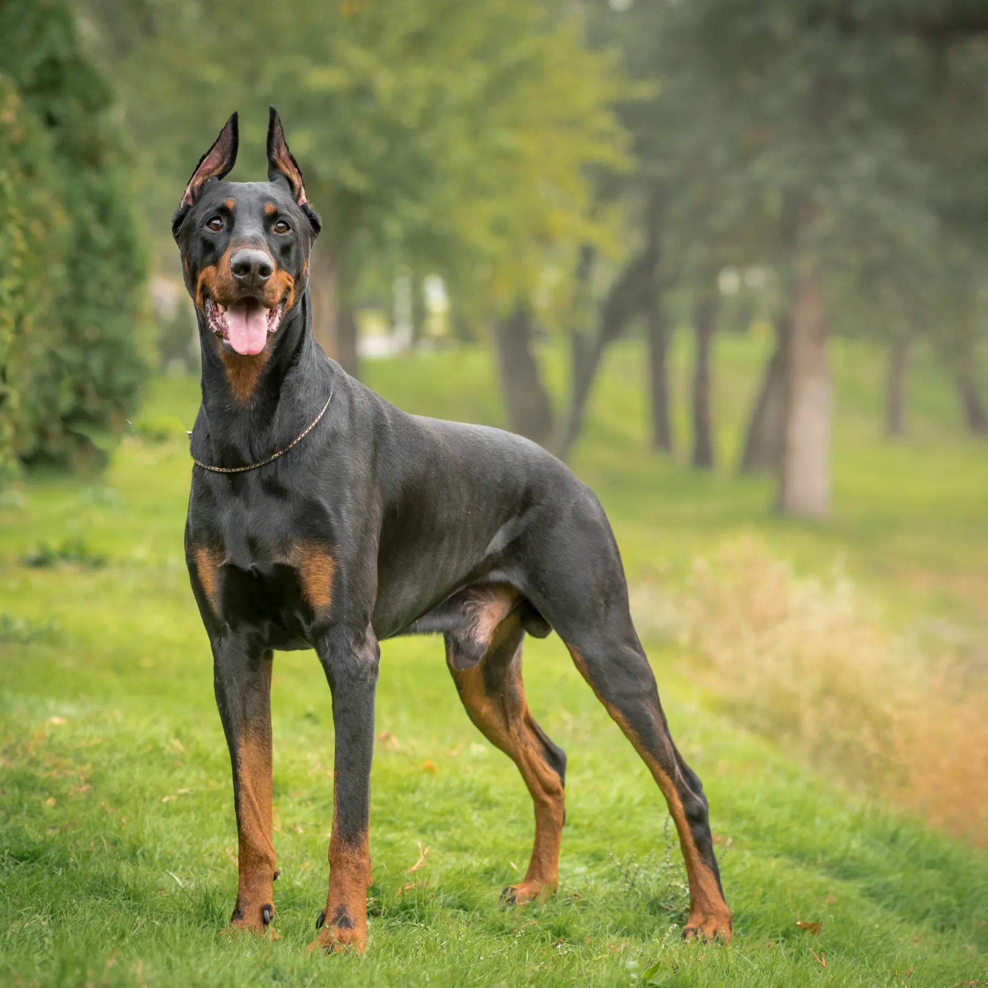 Black tan Doberman Pinscher dog stands on grass looking forward with cropped ears