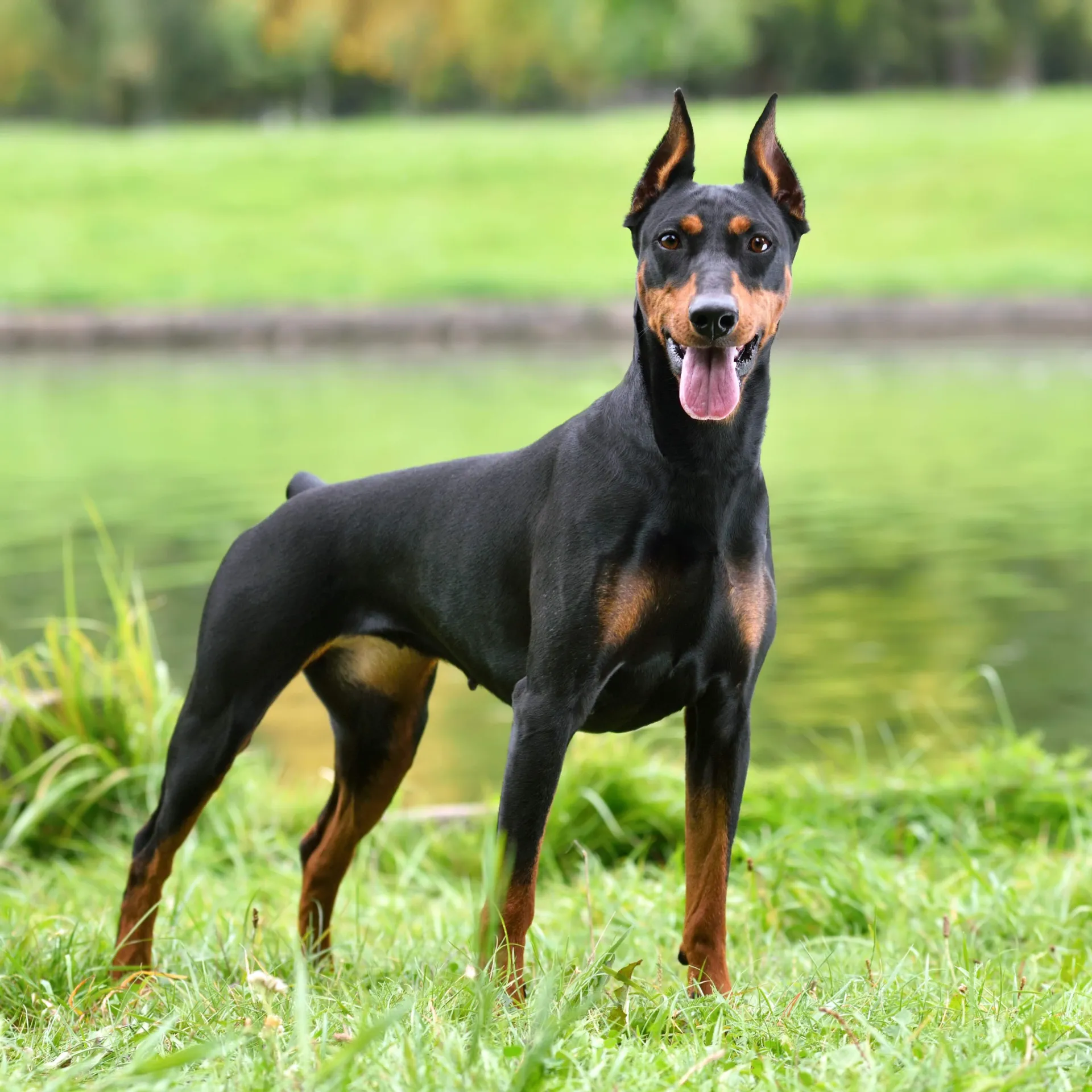 Black  Doberman Pinscher dog stands on green grass by water looking forward with cropped ears
