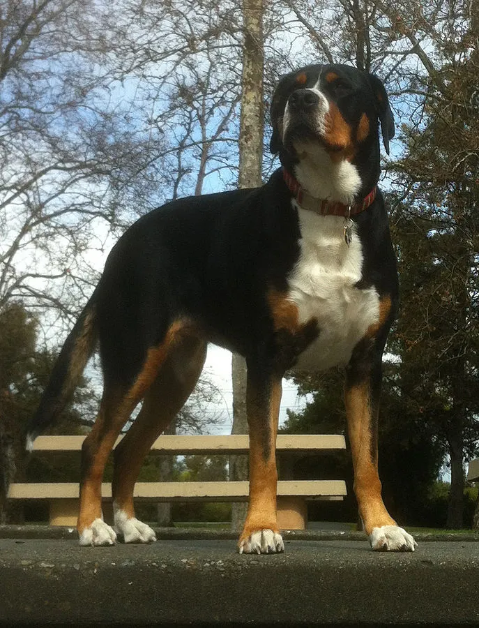 Black white and tan Greater Swiss Mountain Dog stands outdoors by a bench
