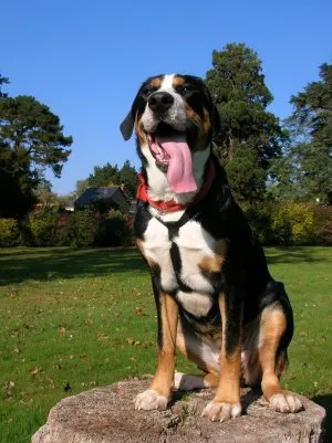 Tri colored Greater Swiss Mountain Dog sits panting on a tree stump outdoors