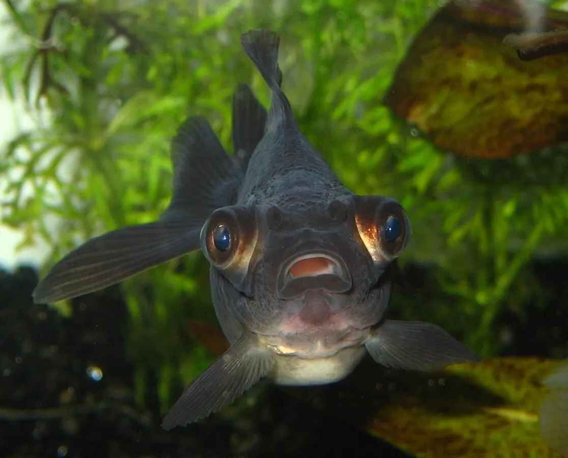 A black moor goldfish with bulging eyes looks directly at the camera mouth slightly open