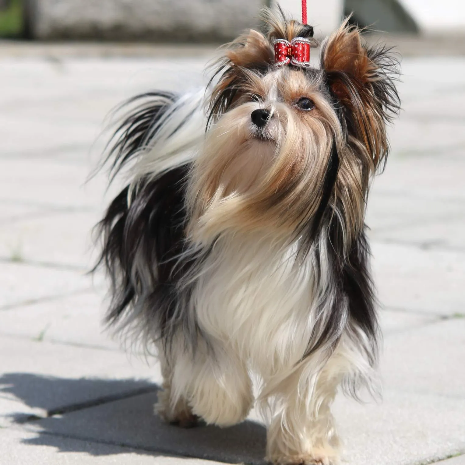 Biewer Terrier dog walking with a red bow and long fur on a paved surface looking up