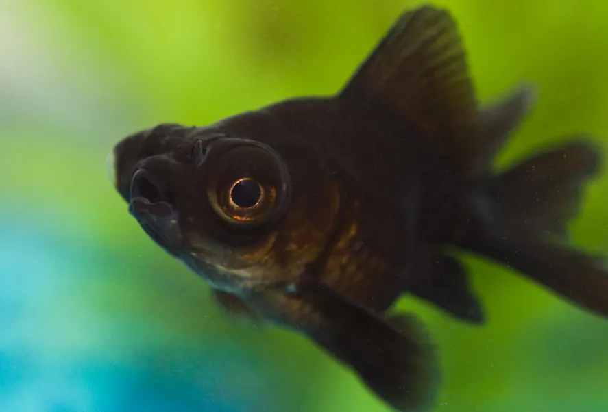 A black moor goldfish with a large eye looks towards the left against a blurred green background