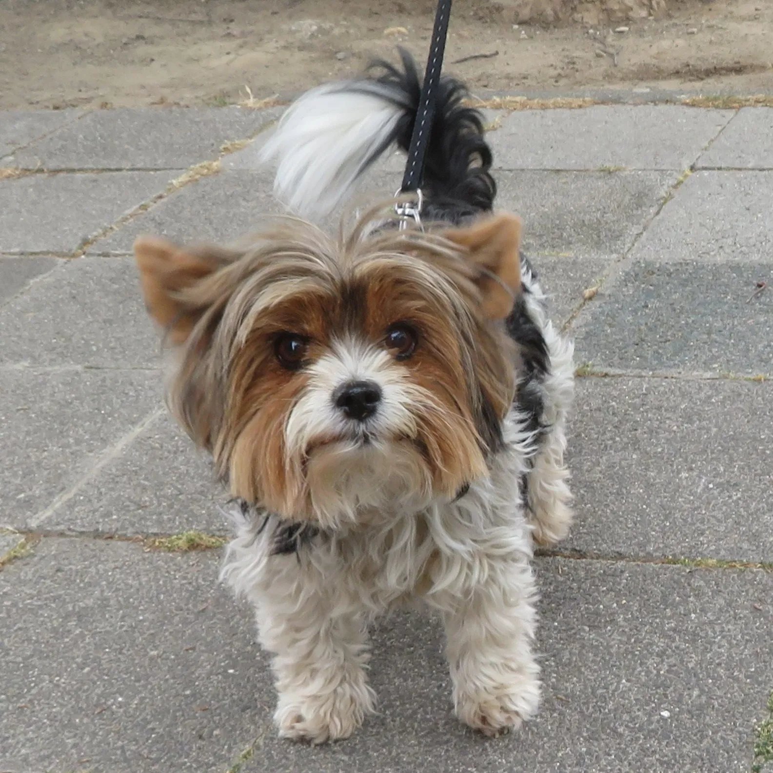 Biewer Terrier dog on a leash looking up with tan white and black fur on a paved surface