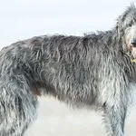 Gray wiry coated Scottish Deerhound stands against a bright white background