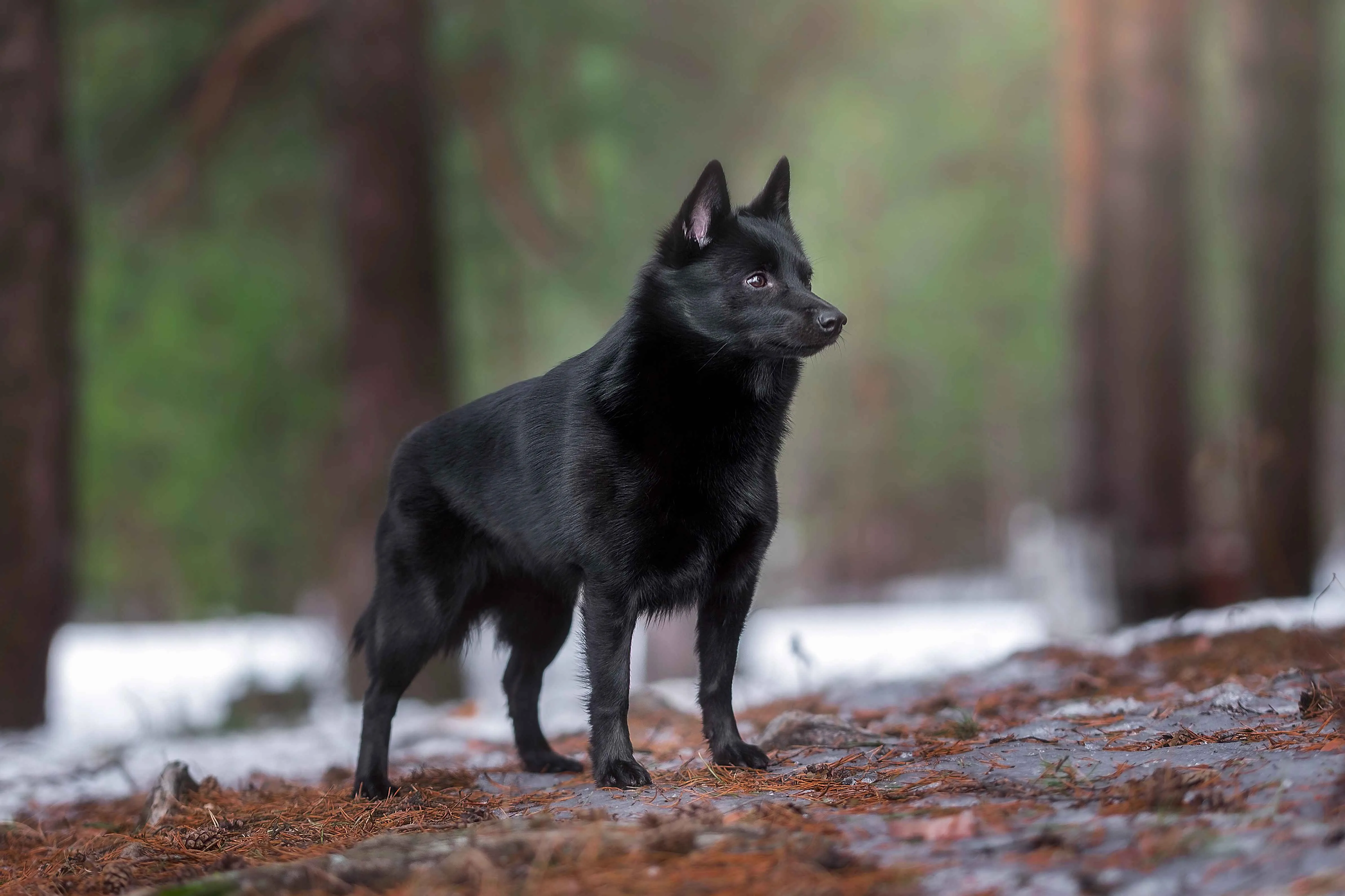 Small black dog with pointed ears standing alert on a forest floor