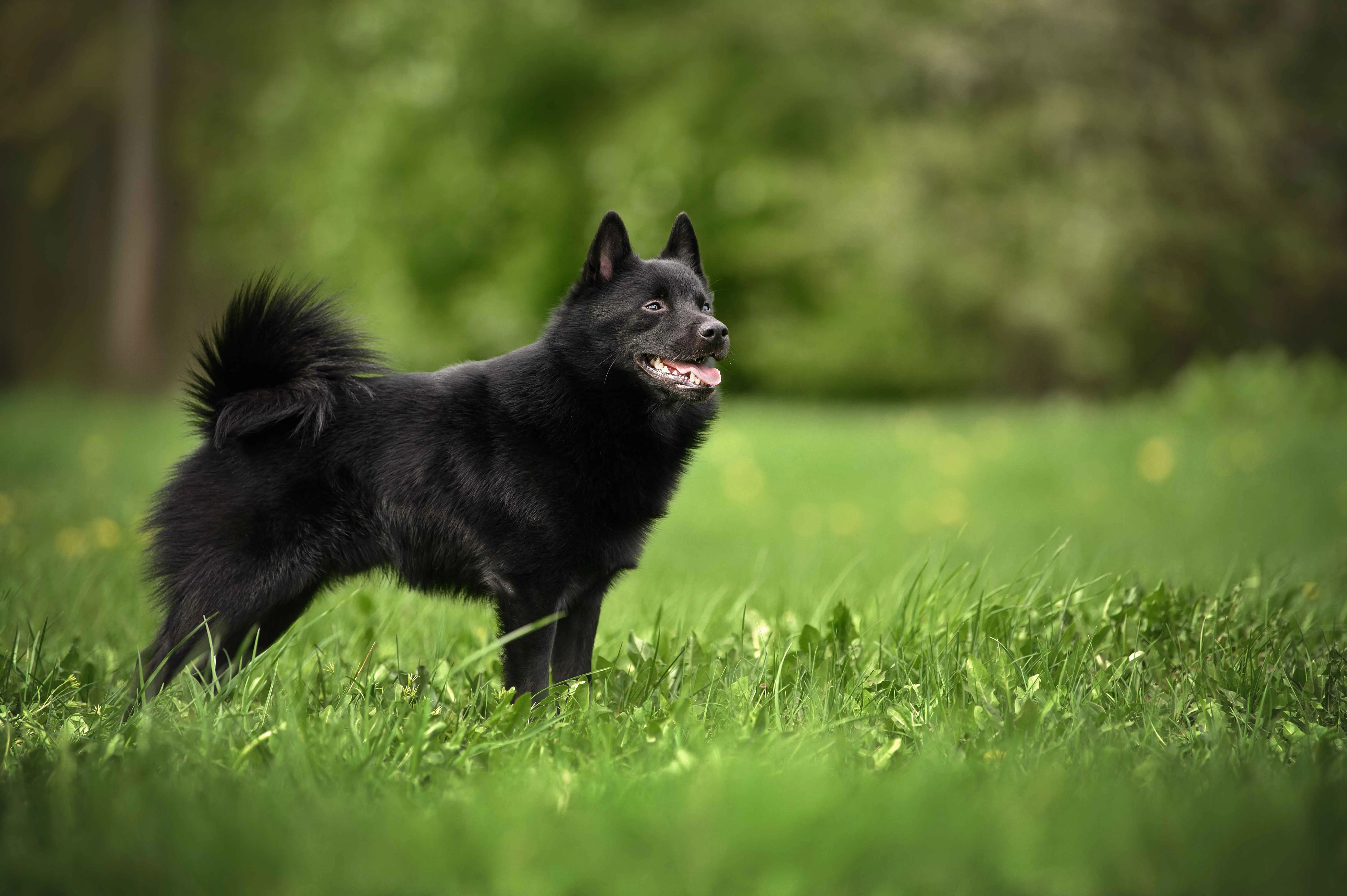 Small black dog with erect ears and a fluffy curled tail in green grass