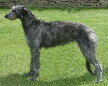 Tall gray Scottish Deerhound stands sideways on a green lawn near a stone wall