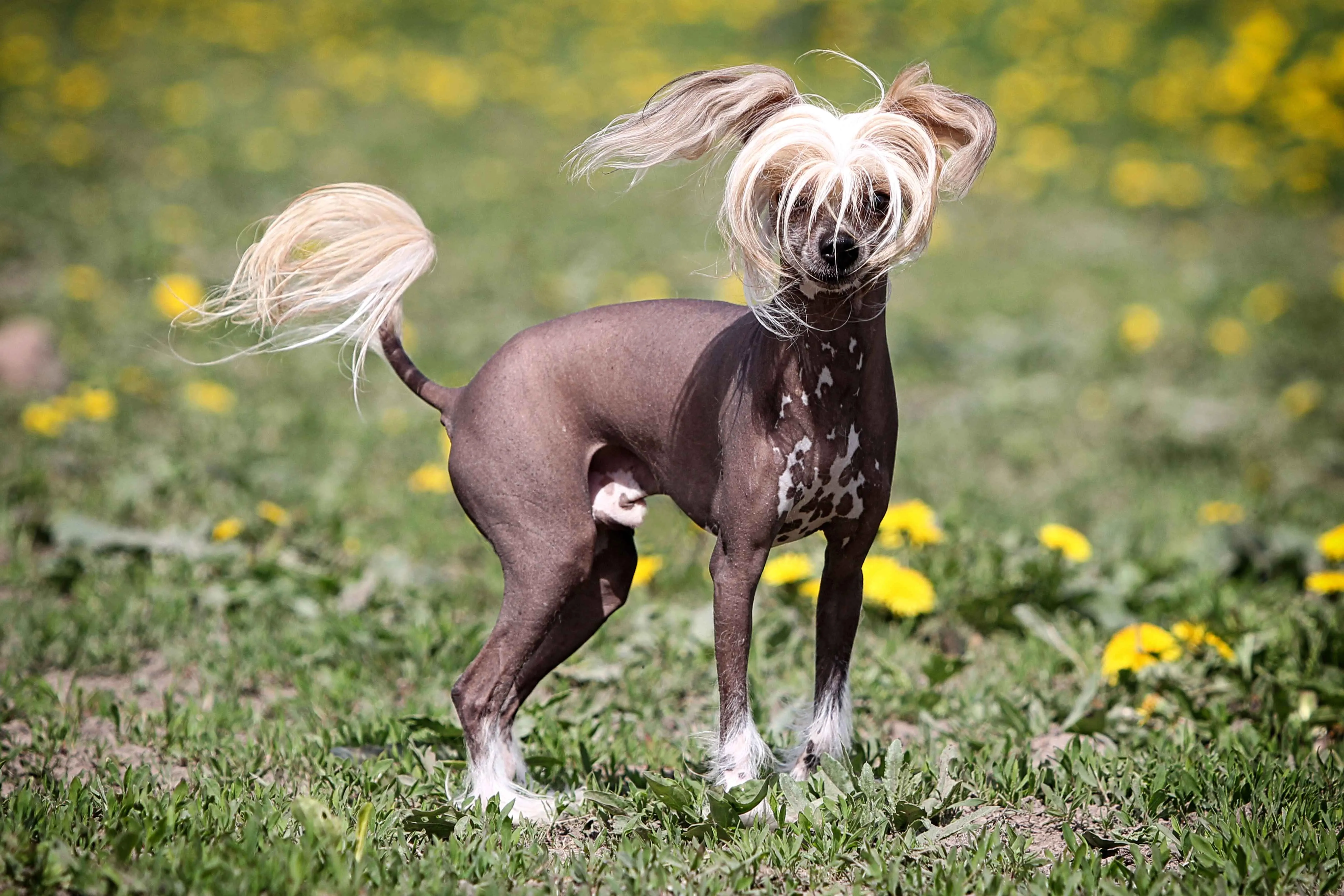 Hairless dog with long white hair on head and tail spotted body in a field