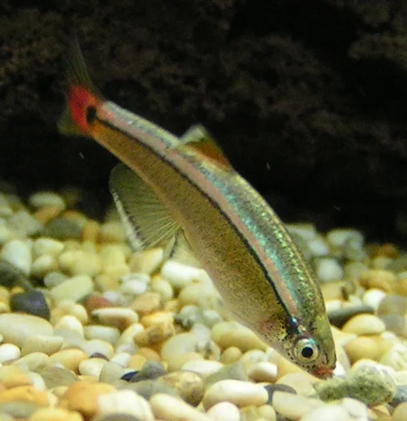 A minnow with a green body and red tipped tail fin hovers over light colored gravel