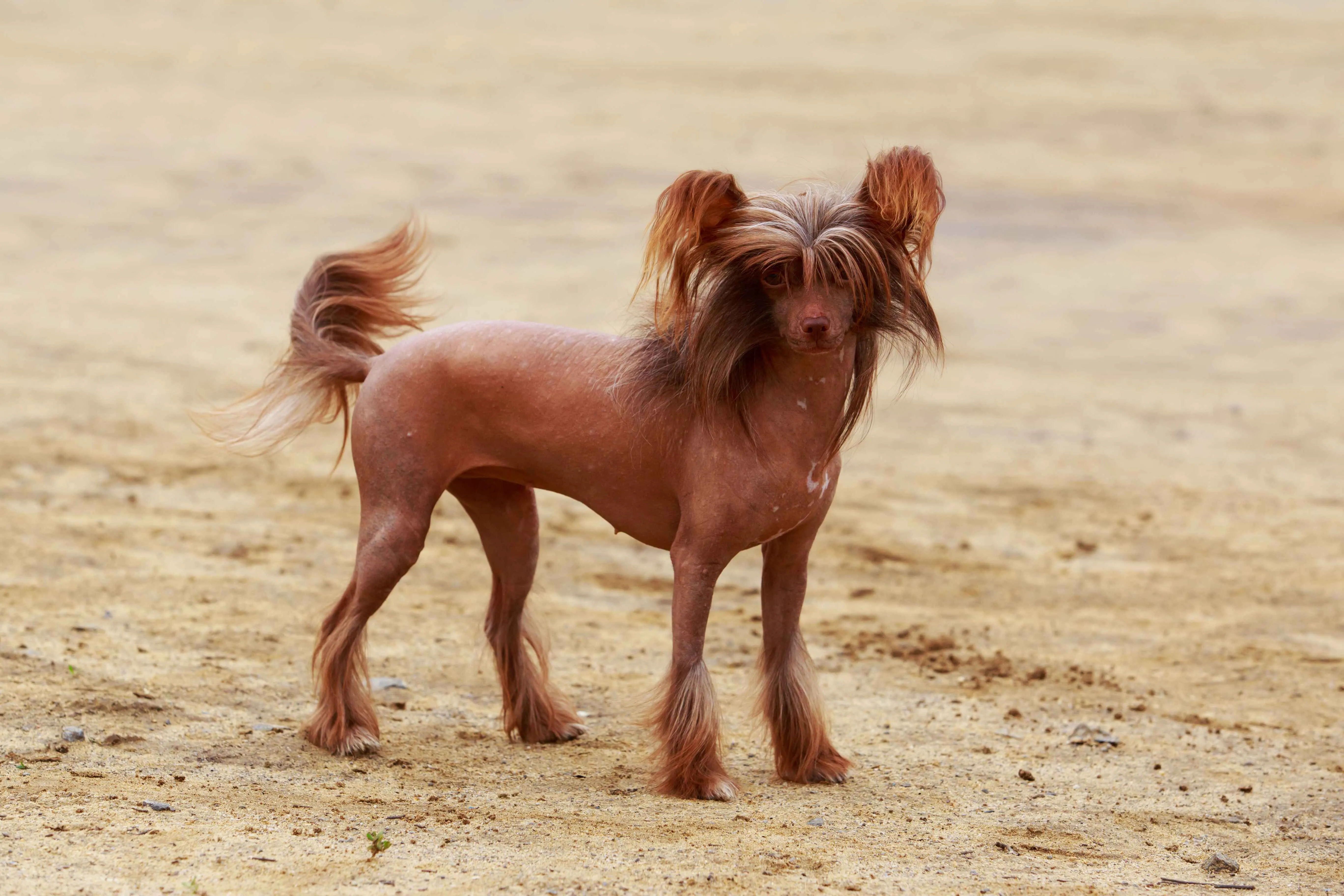 Small mostly hairless dog with long brown hair on head legs and tail
