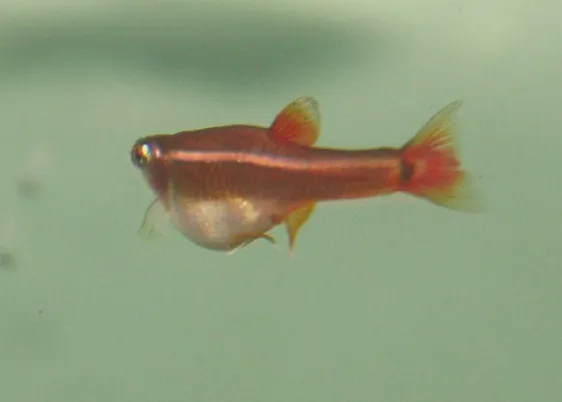 A red bodied minnow with yellow and red fins and a noticeably swollen belly in pale water