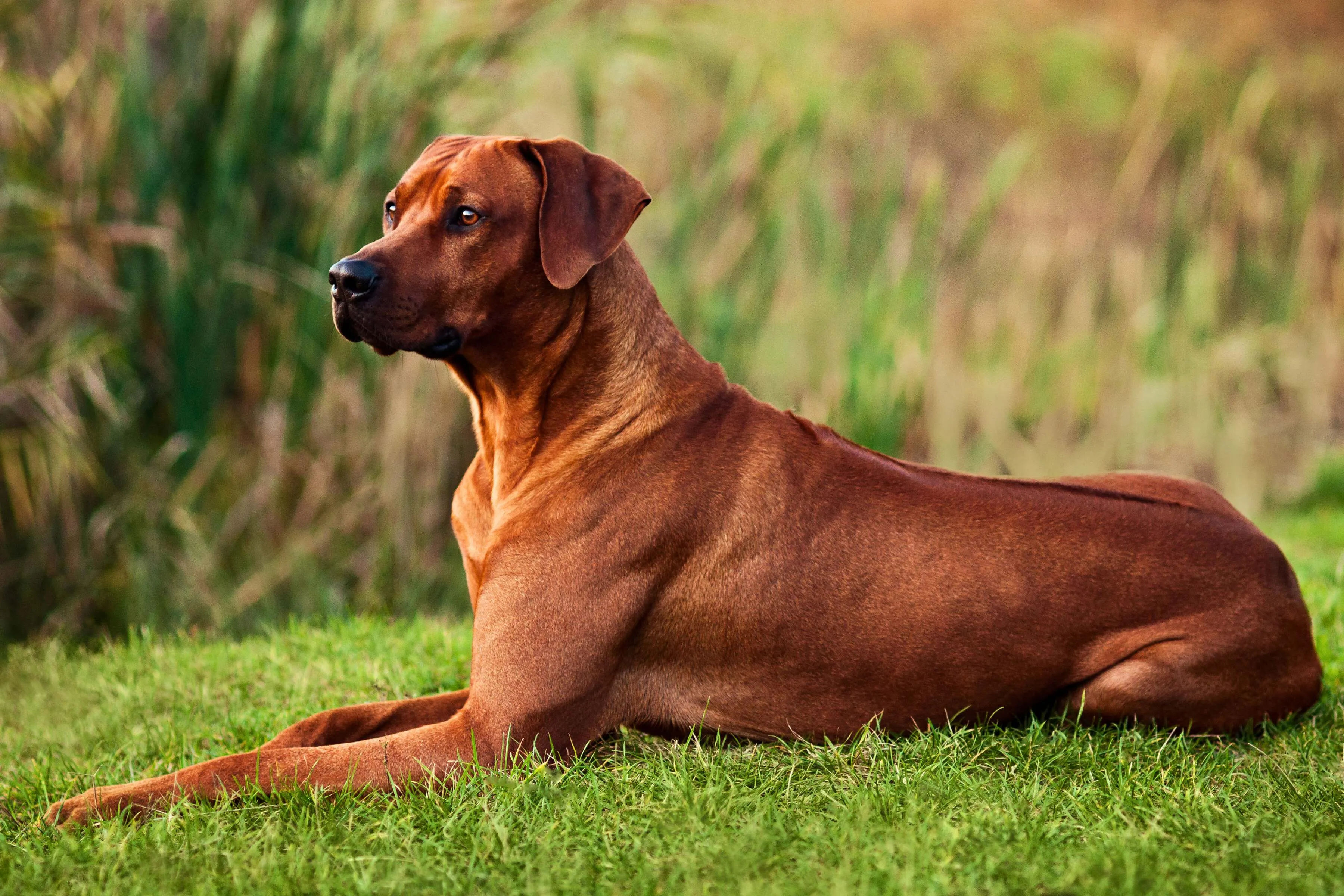Red brown Rhodesian Ridgeback dog lies on green grass looking left with blurred foliage behind