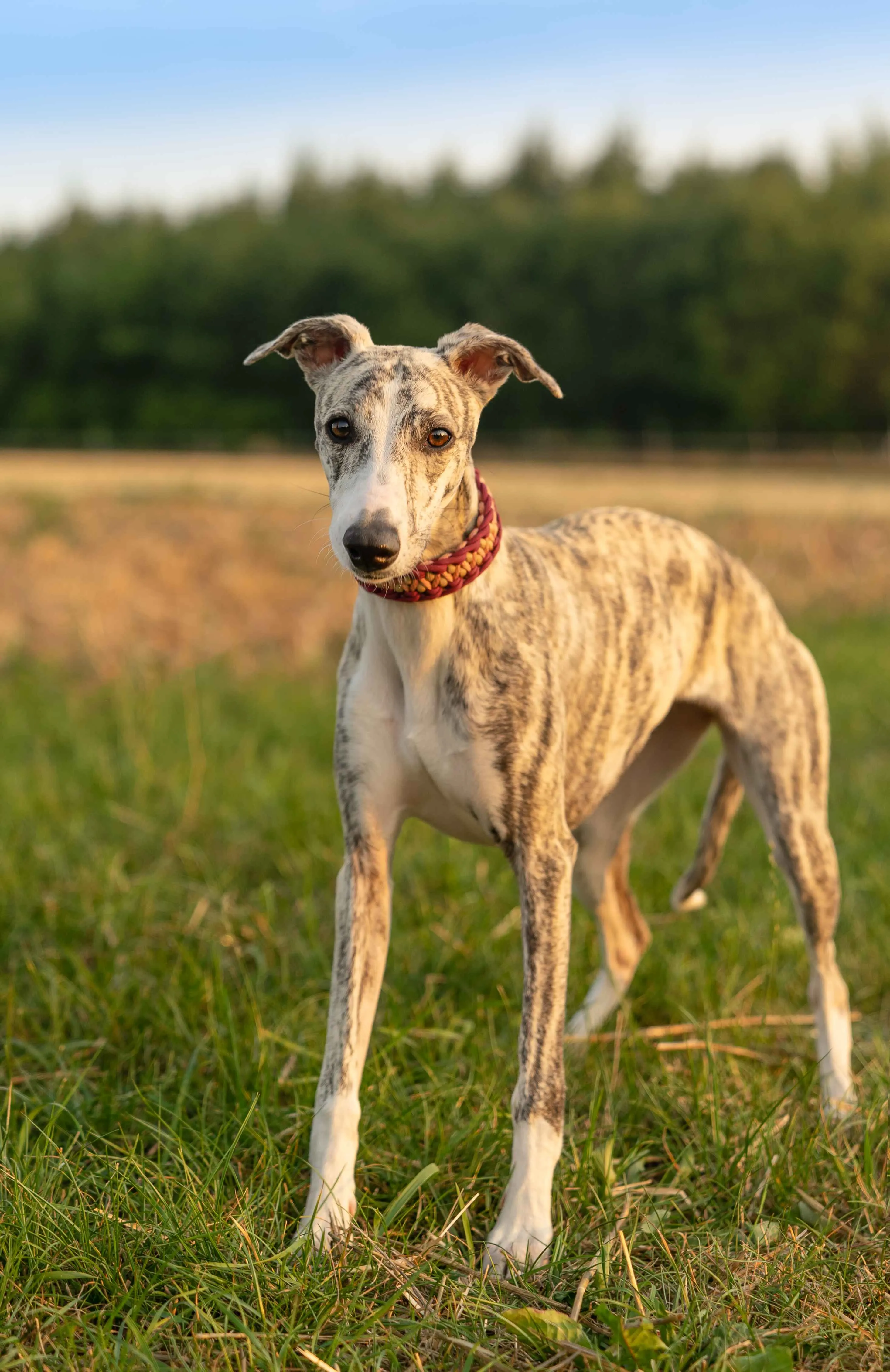 Brindle whippet with a patterned collar stands in a grassy field