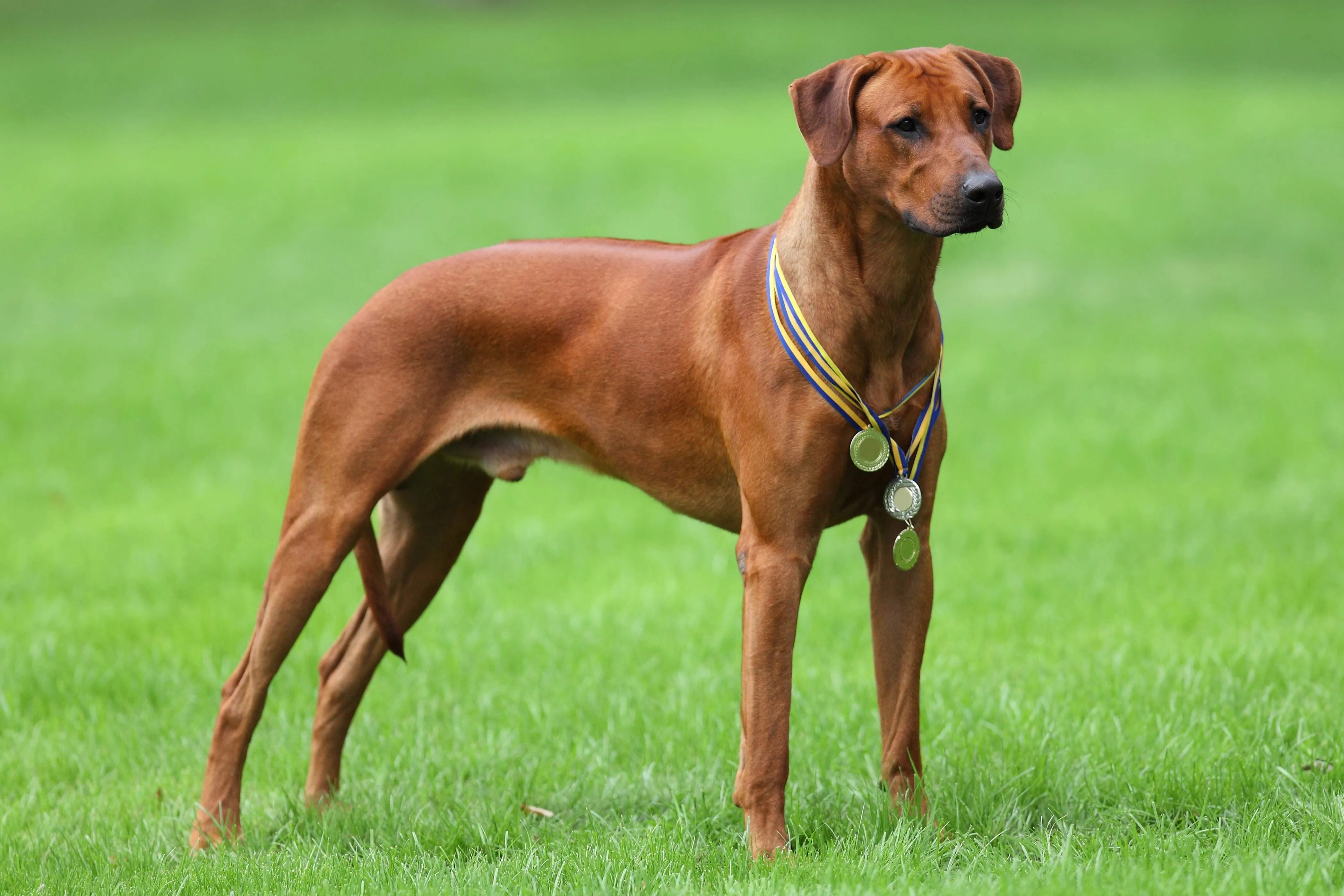 Red brown Rhodesian Ridgeback dog stands on green grass wearing three medals around its neck