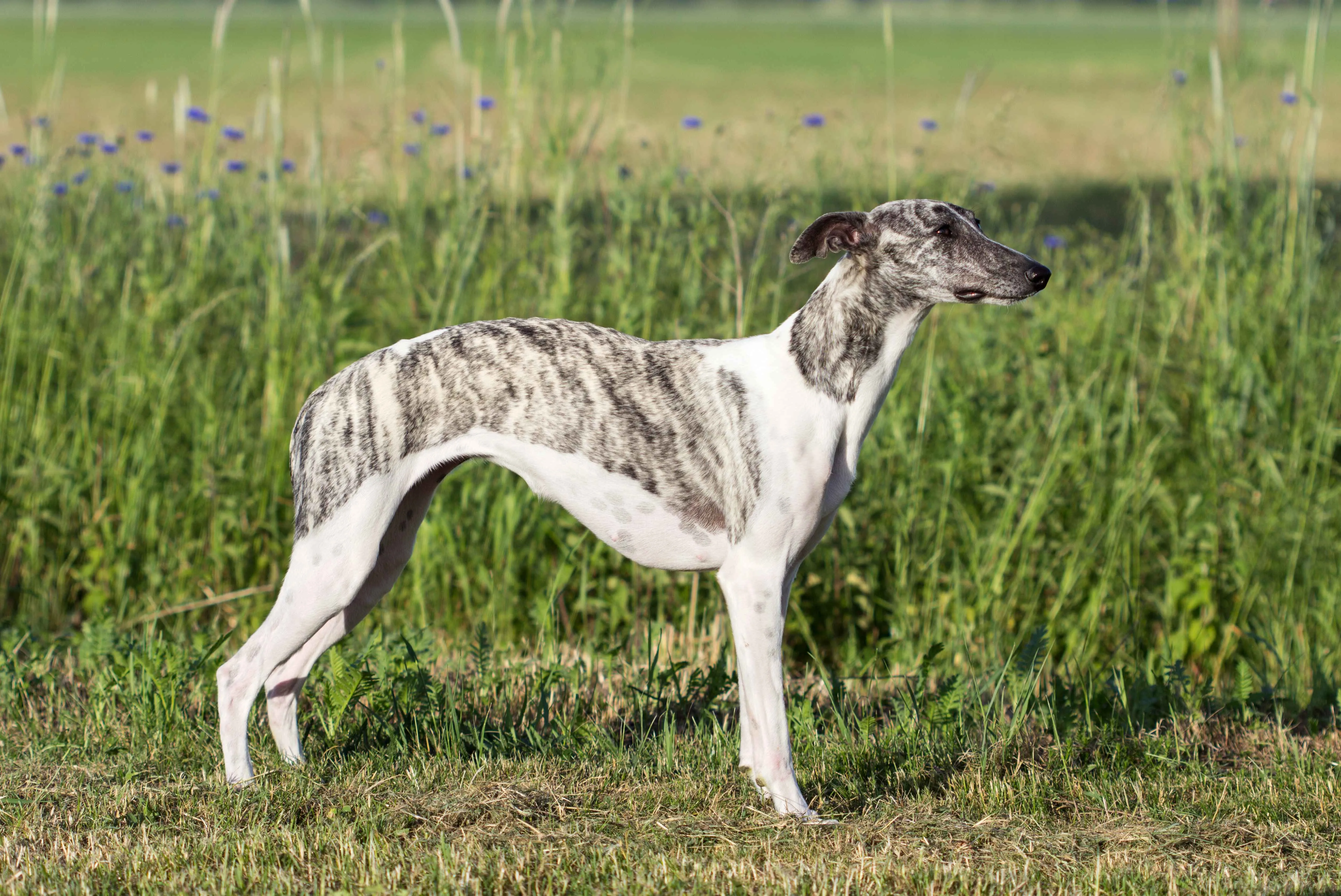 Brindle and white whippet standing in tall green grass with small blue flowers