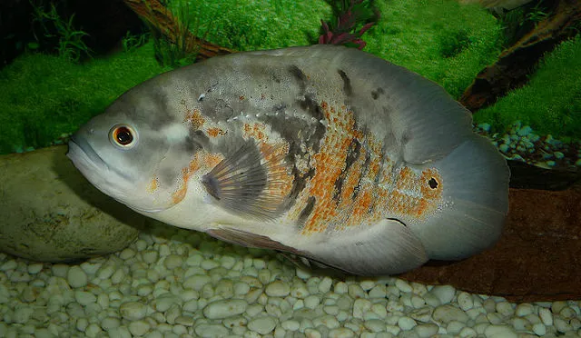 Oscar Astronotus fish with pale gray body and orange markings resting on aquarium gravel