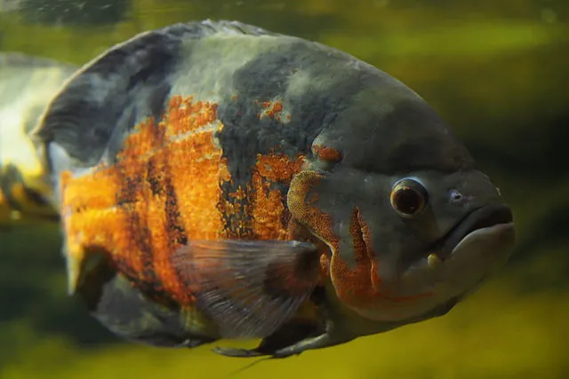 Oscar Astronotus fish with dark body and vivid orange stripes swimming in aquarium